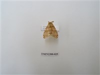 藏品(波斑毒蛾)的圖片